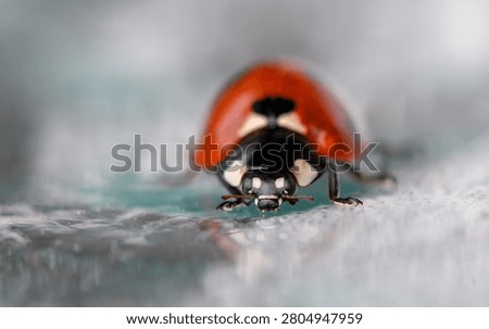 Ladybug crawling, in surface, with ladybug, surface, with surface material not specified texture, from a close-up perspective, with red, black accents, and natural peaceful mood, clear detail.