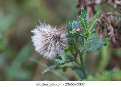 Ladybug crawls along a leaf on the background of a fluffy dry flower - Powered by Shutterstock