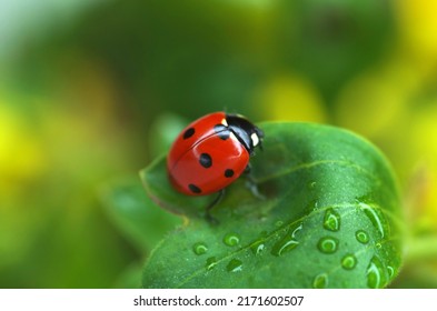 Ladybug crawls on a green leaf