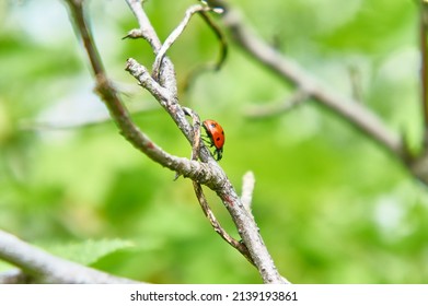 Ladybug crawls on a leaf.             