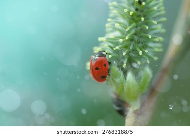 a ladybug crawls on a willow tree branch