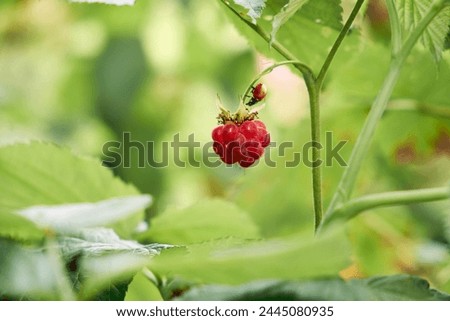 The ladybug crawls to the red raspberry berry. A green sunny background.
