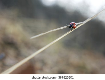 Ladybug At A Crossroads