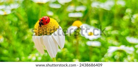 Ladybug in the daisy garden.