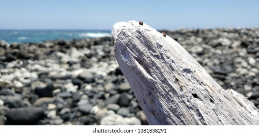 Ladybug and Driftwood on Lava Rock Beach - Powered by Shutterstock
