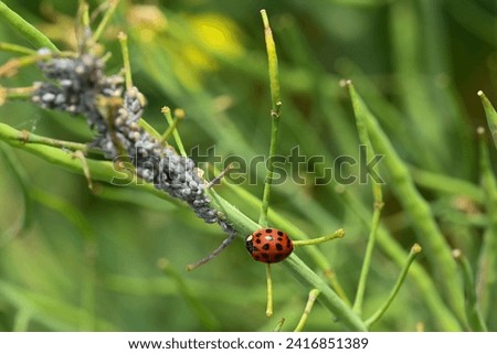 ladybug eating aphids on a dish of flowering rapeseed