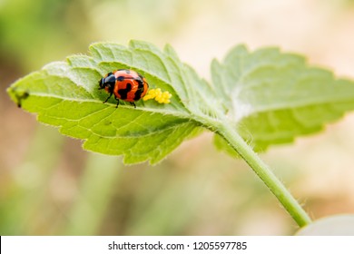 The Ladybug  Egg