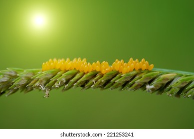 Ladybug Eggs