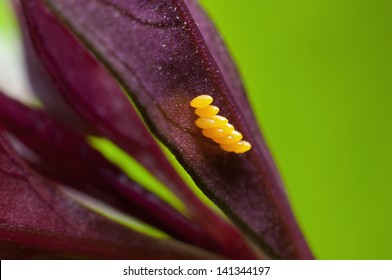 Ladybug Eggs On Leaf