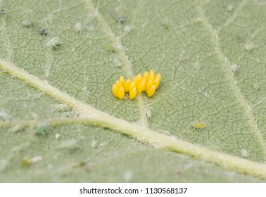 Ladybug Eggs On A Leaf With Aphids