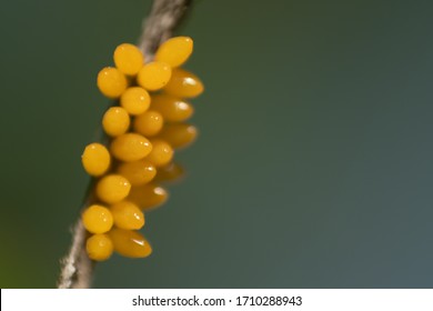 Ladybug Eggs On Stem - Macro, Unfocused