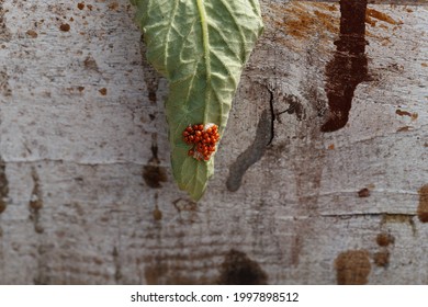 Ladybug Eggs On A Tomato Sheet