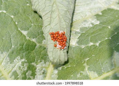 Ladybug Eggs On A Tomato Sheet