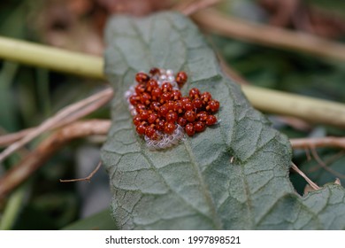 Ladybug Eggs On A Tomato Sheet