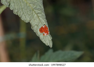 Ladybug Eggs On A Tomato Sheet