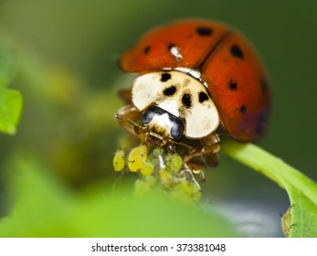 Ladybug Feeds On Aphids. Natural Pest Control
