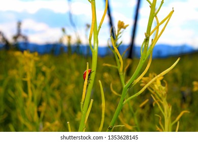 Ladybug in field