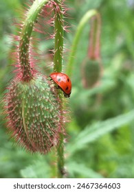 Ladybug, Flower, Kaefer, Bug, Red