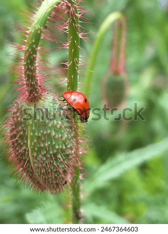 Ladybug, Flower, Kaefer, Bug, Red