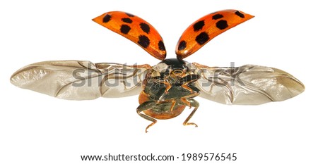 Ladybug flying. Ladybird Harmonia axyridis (Coleoptera: Coccinellidae), most commonly known as the harlequin, multicoloured Asian or Asian ladybeetle is a large coccinellid beetle. Isolated on a white