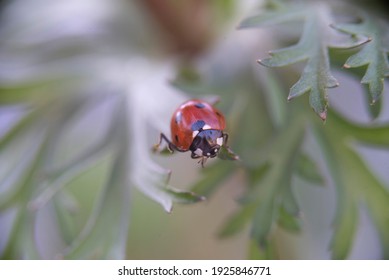 ladybug in the garden in spring