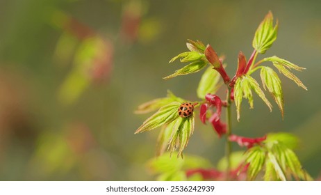 Ladybug In A Garden. Young Red Leaves Of Japanese Maple Or Acer Palmatum In Spring. Close up. - Powered by Shutterstock