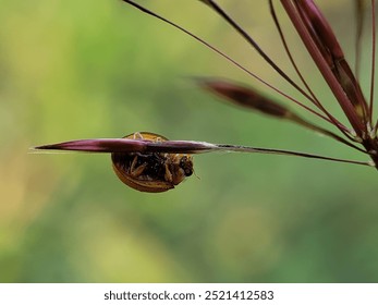 A ladybug hangs upside down on a grass stem, showcasing its vibrant red and yellow markings against a blurred green background. - Powered by Shutterstock