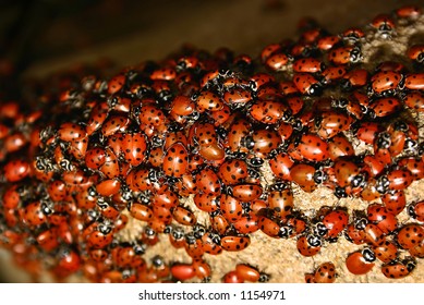 Ladybug (Harmonia Axyridis) Swarm