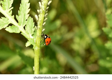 The ladybug insect eats aphids. Close-up. - Powered by Shutterstock