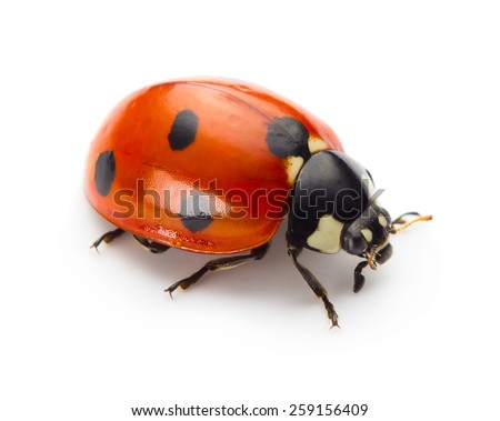 Ladybug insect isolated on white background