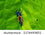 Ladybug insect larva or pupa Coccinellidae closeup. Pupal stage feeding on green vegetation closeup. 