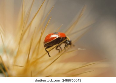 ladybug, insect, macro, close-up, wildlife - Powered by Shutterstock
