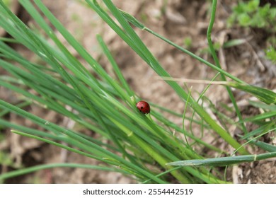 ladybug, insect, nature, green, closeup - Powered by Shutterstock