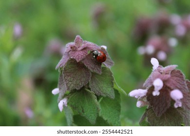 ladybug, insect, nature, green, closeup - Powered by Shutterstock