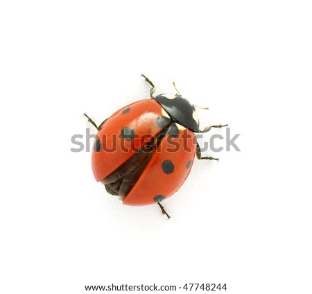  Ladybug isolated on white