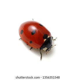 ladybug Images, Stock Photos & Vectors | Shutterstock