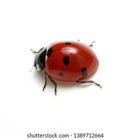 Ladybug Images, Stock Photos & Vectors | Shutterstock