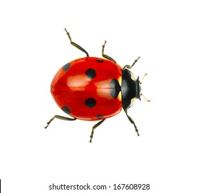  Ladybug isolated on white background