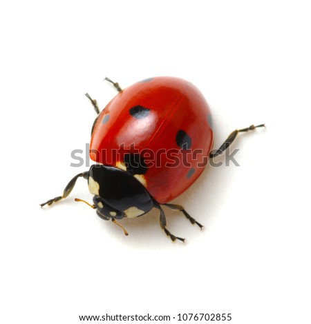Ladybug isolated on white background