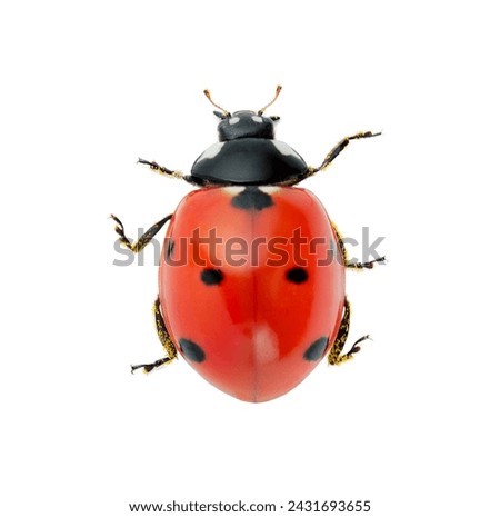 Ladybug isolated on white background with clipping path. Close up