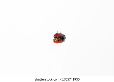 a ladybug isolated with a white background