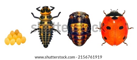 Ladybug (ladybird), Coccinella septempunctata (Coleoptera: Coccinellidae). Life cycle. Development stages - eggs, larva, pupa, adult. Isolated on a white background