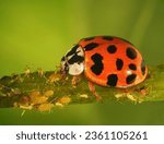 Ladybug (ladybird), Harmonia axyridis (Coleoptera: Coccinellidae) is a natural enemy of Scale insects, Aphids and Cochineals