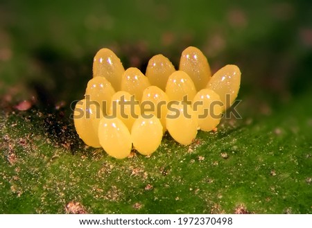 Ladybug (ladybird), Harmonia axyridis (Coleoptera: Coccinellidae). Eggs on green leaf 