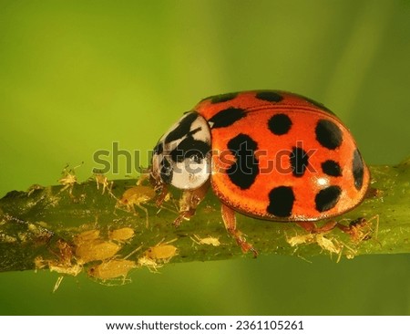 Ladybug (ladybird), Harmonia axyridis (Coleoptera: Coccinellidae) is a natural enemy of Scale insects, Aphids and Cochineals
