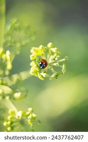 Ladybug ladybird on greens in nature wildlife closeup macro photo