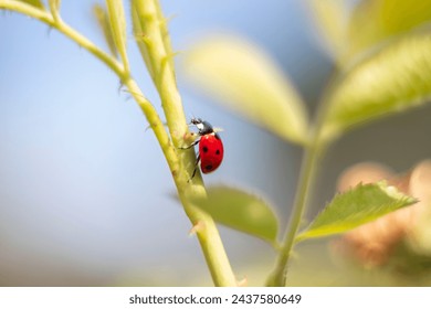 Ladybug ladybird red bug black dots nature closeup macro photo bug on  rose steam