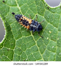 Ladybug Larva