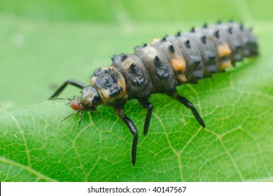 Ladybug Larva Eating Aphid