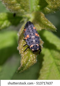 Ladybug Larva - Macro